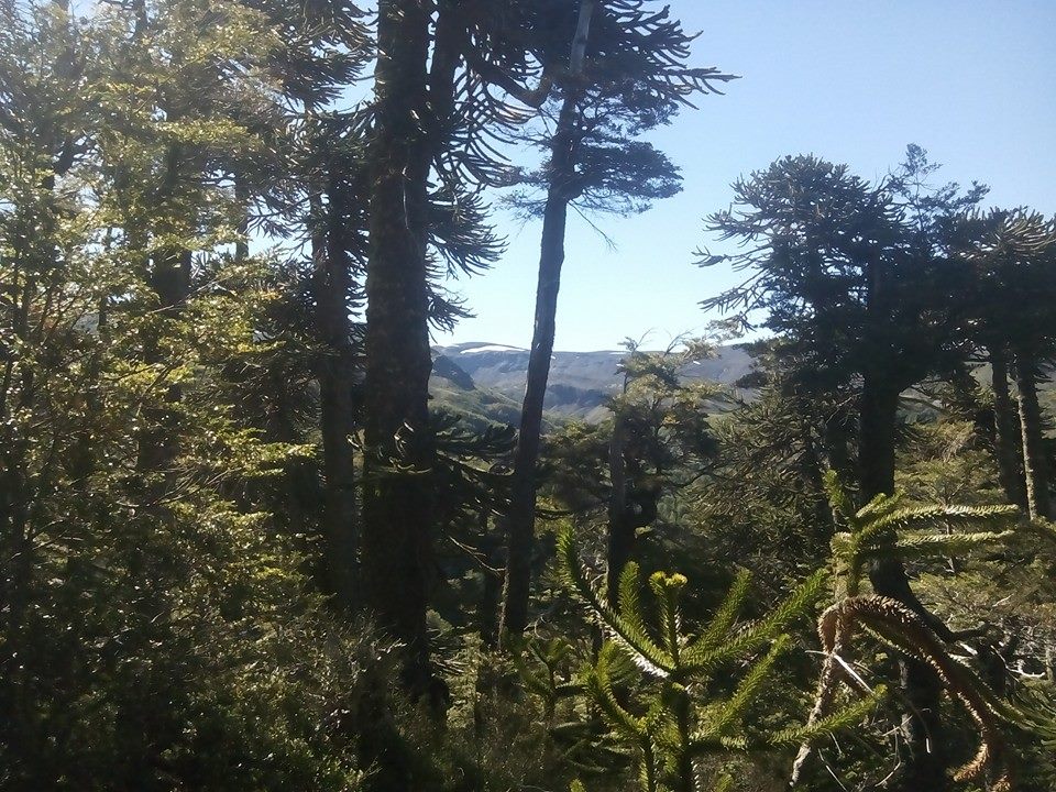 Tiempo de pi&ntilde;ones